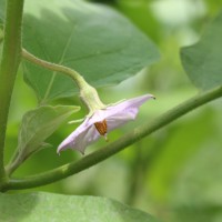 Solanum melongena L.